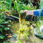 2.3. Ästhetische Probleme durch Fadenalgen im Gartenteich und Auswirkungen auf die Teichpflege