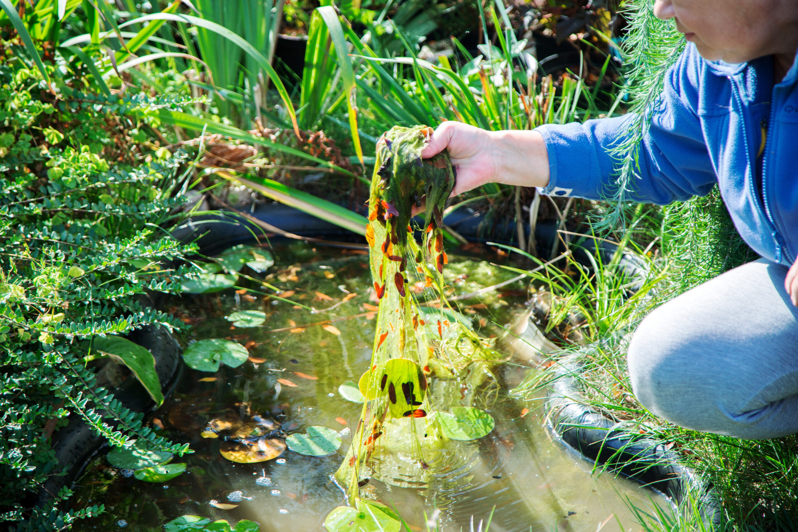 2.3. Ästhetische Probleme durch Fadenalgen im Gartenteich und Auswirkungen auf die Teichpflege