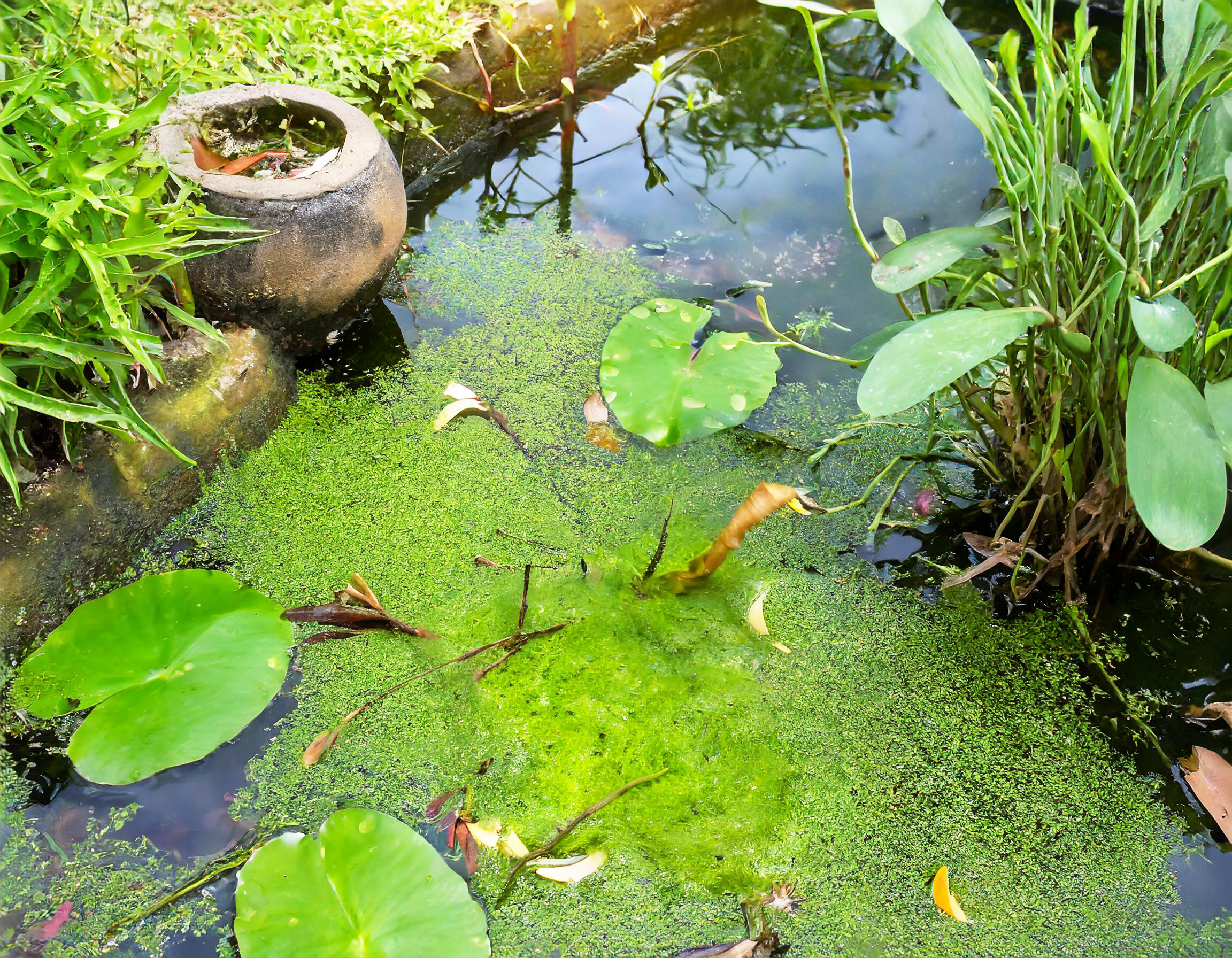 2.2. Welche Schäden an Pflanzen und Tieren entstehen durch Fadenalgen im Teich