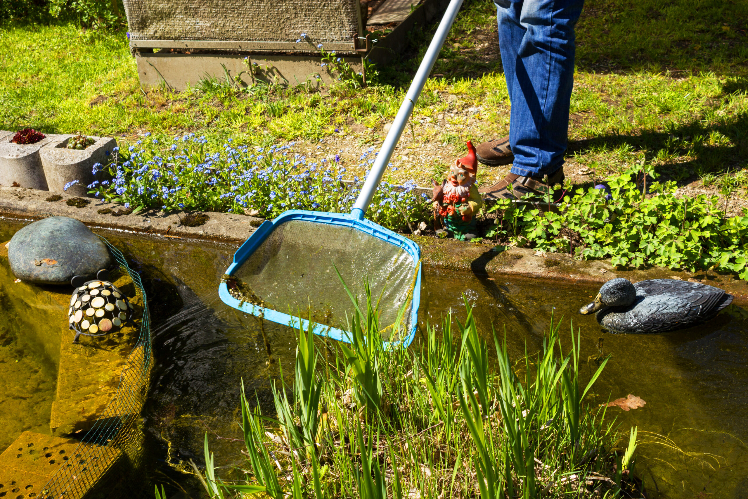 Eine Person entfernt mit einem Kescher Fadenalgen aus einem Gartenteich